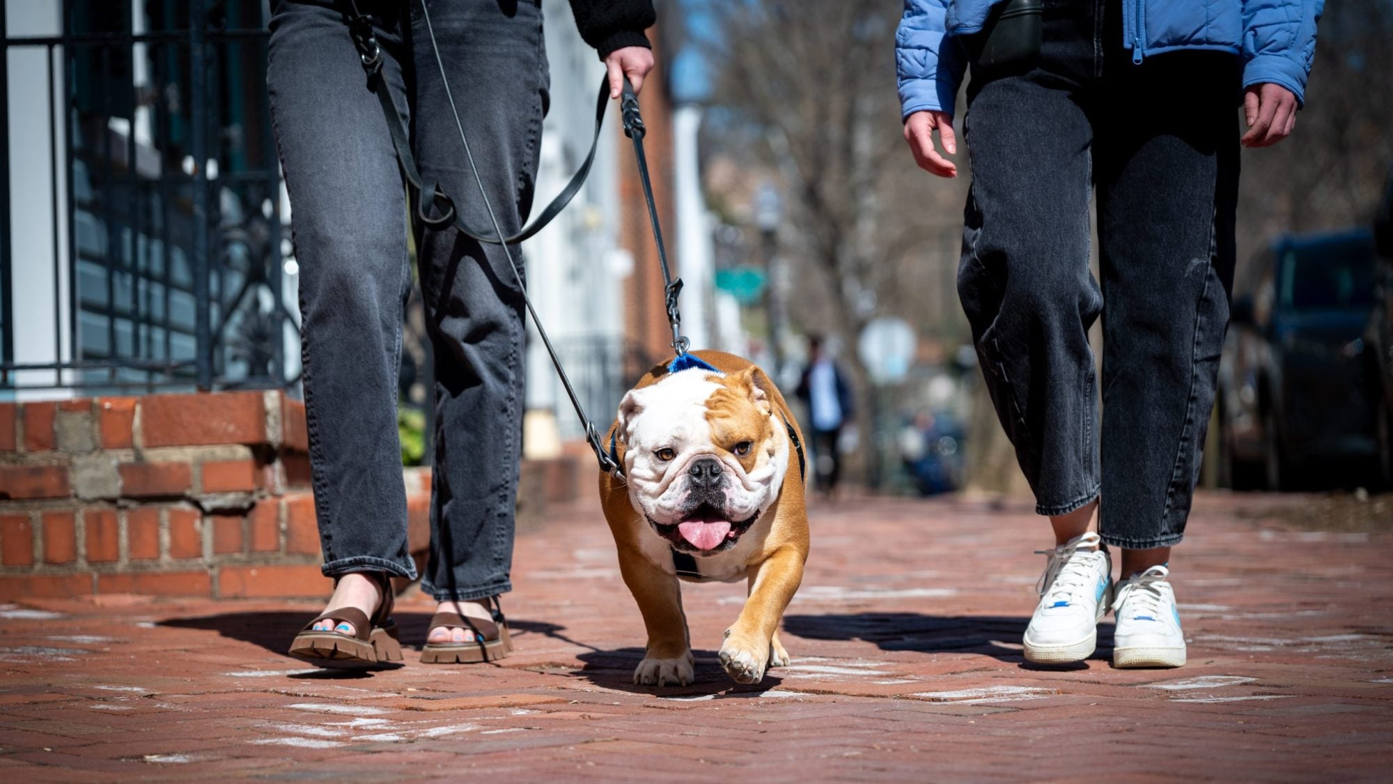 A bulldog walking on a leash on a red brick street