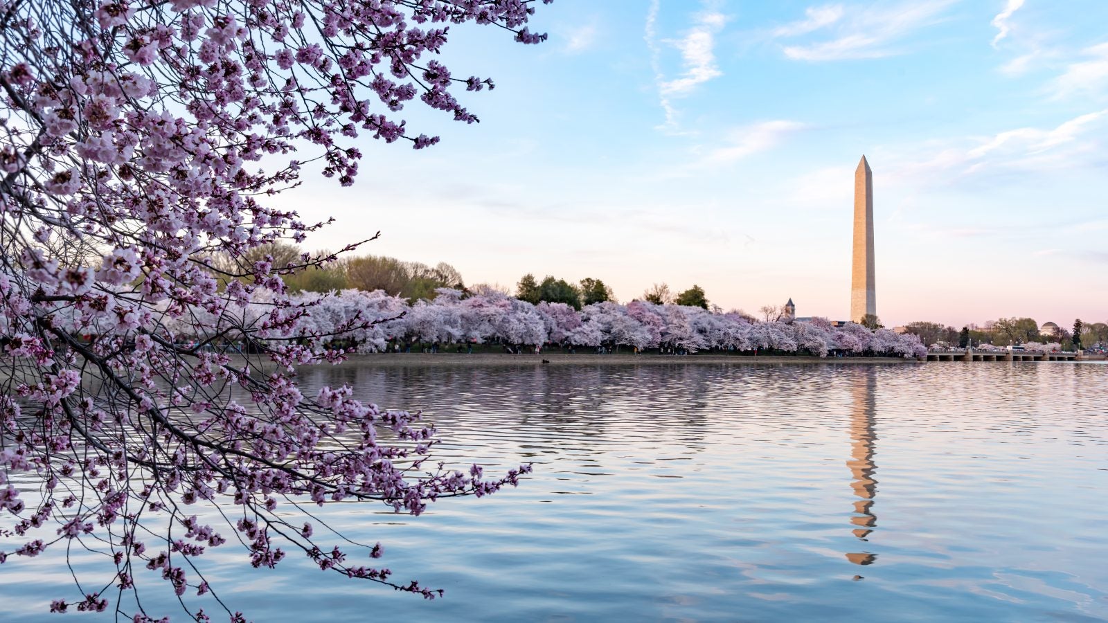 Cherry blossoms on a sunny day in DC