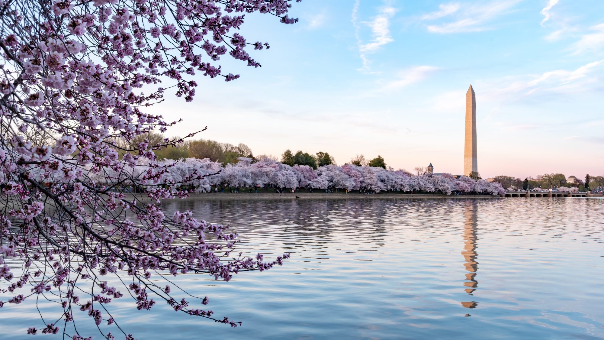 Cherry blossoms on a sunny day in DC