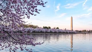 Cherry blossoms on a sunny day in DC