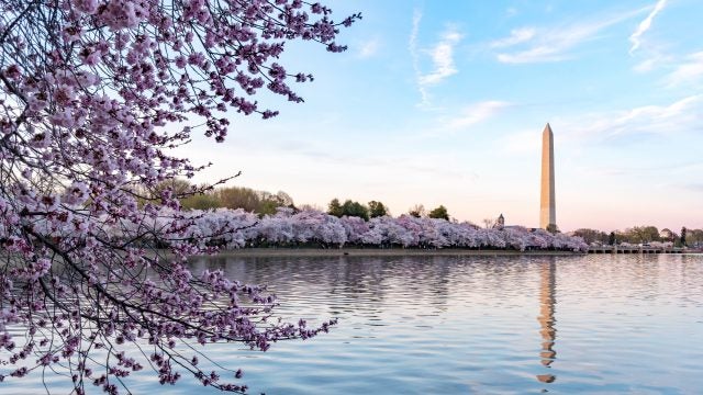 Cherry blossoms on a sunny day in DC