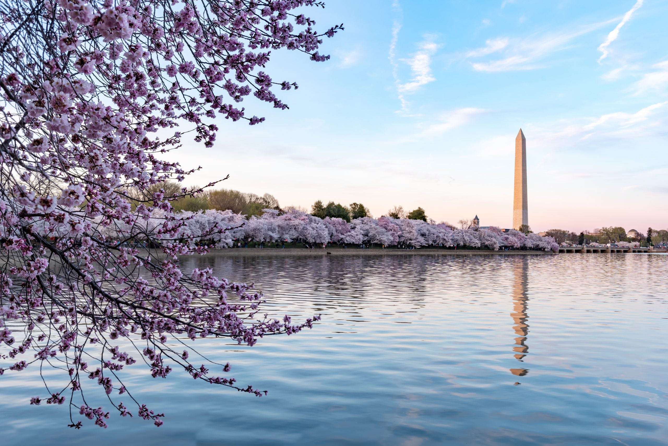 Cherry blossoms on a sunny day in DC