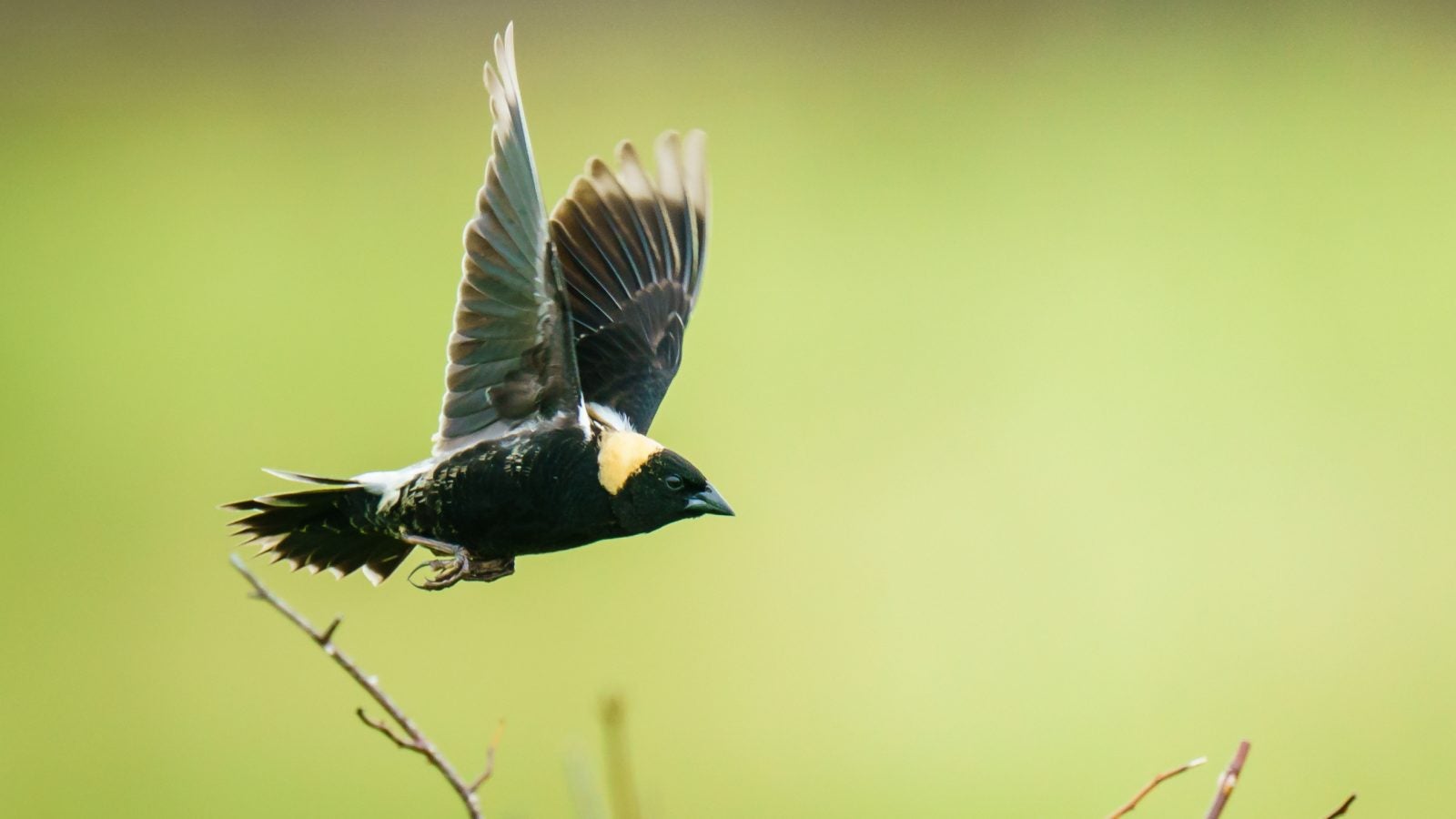 A bobolink takes flight in a New York Grassland