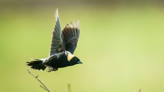 A bobolink takes flight in a New York Grassland
