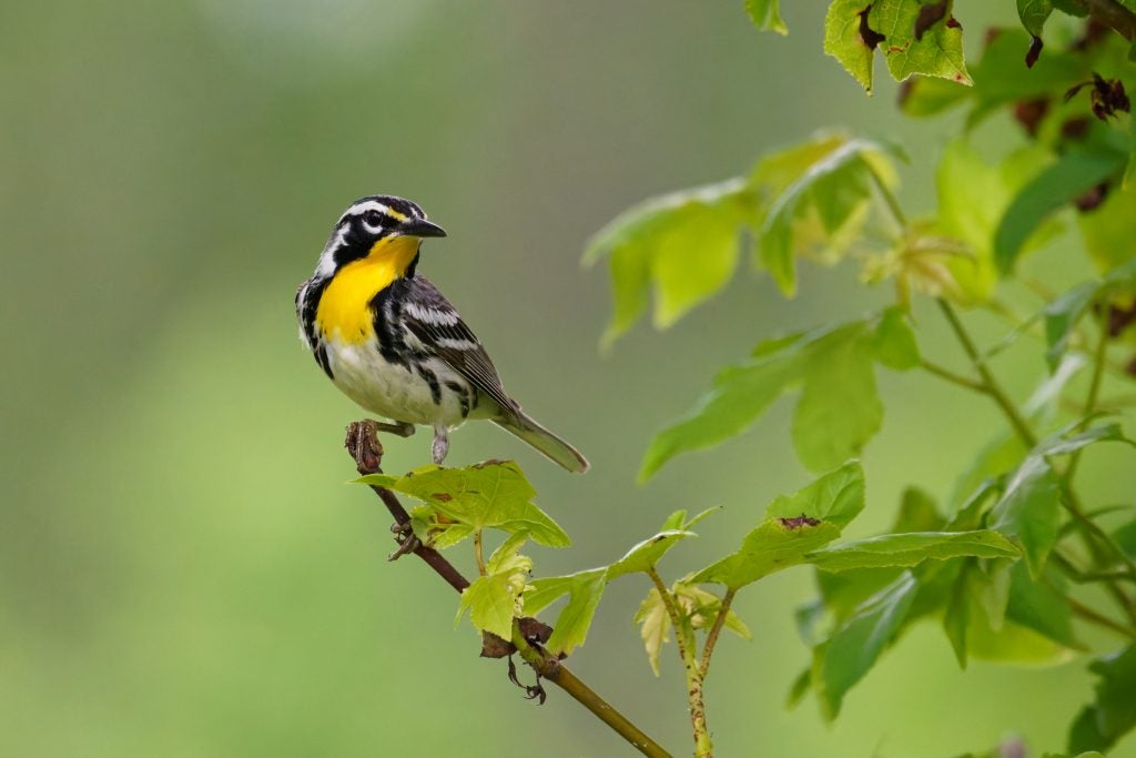 a Warbler spends it's summer in the forests of North Carolina