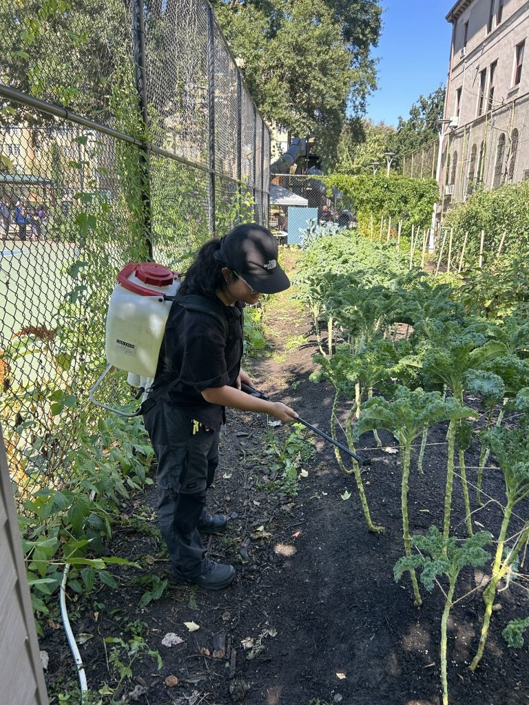 Young woman spraying plants in a community garden