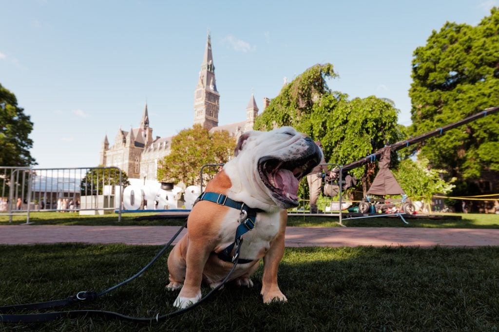 Jack the Bulldog yawns in front of Georgetown's campus