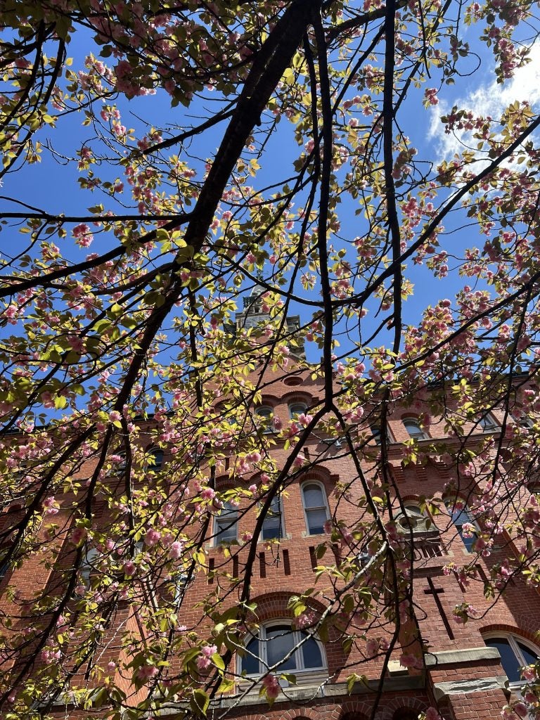 Cherry blossom tree on a clear day