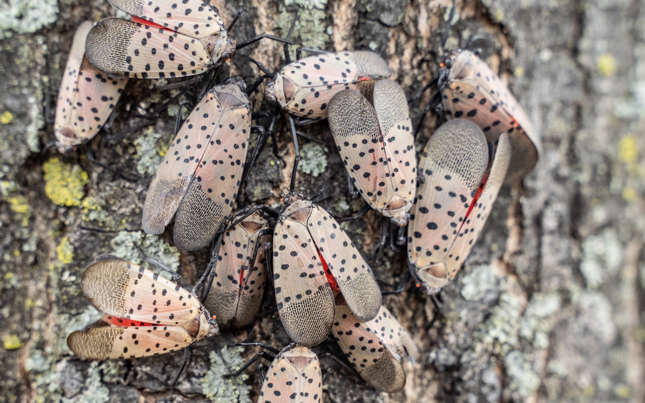 Are Spotted Lanternflies That Bad? How These Insects Affect Your Environment - Georgetown University