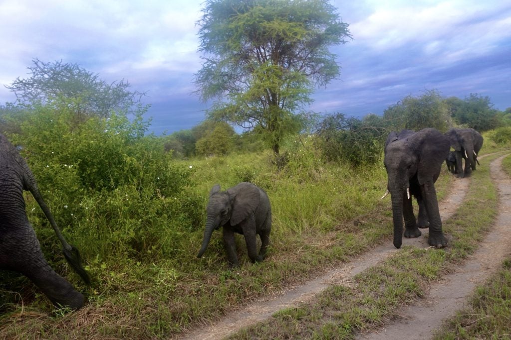 Two elephants on a dirt path
