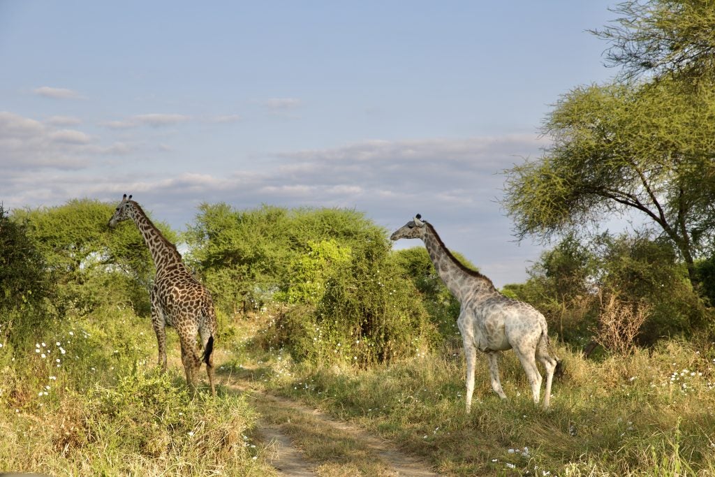 A white and yellow giraffe outside on a sunny day