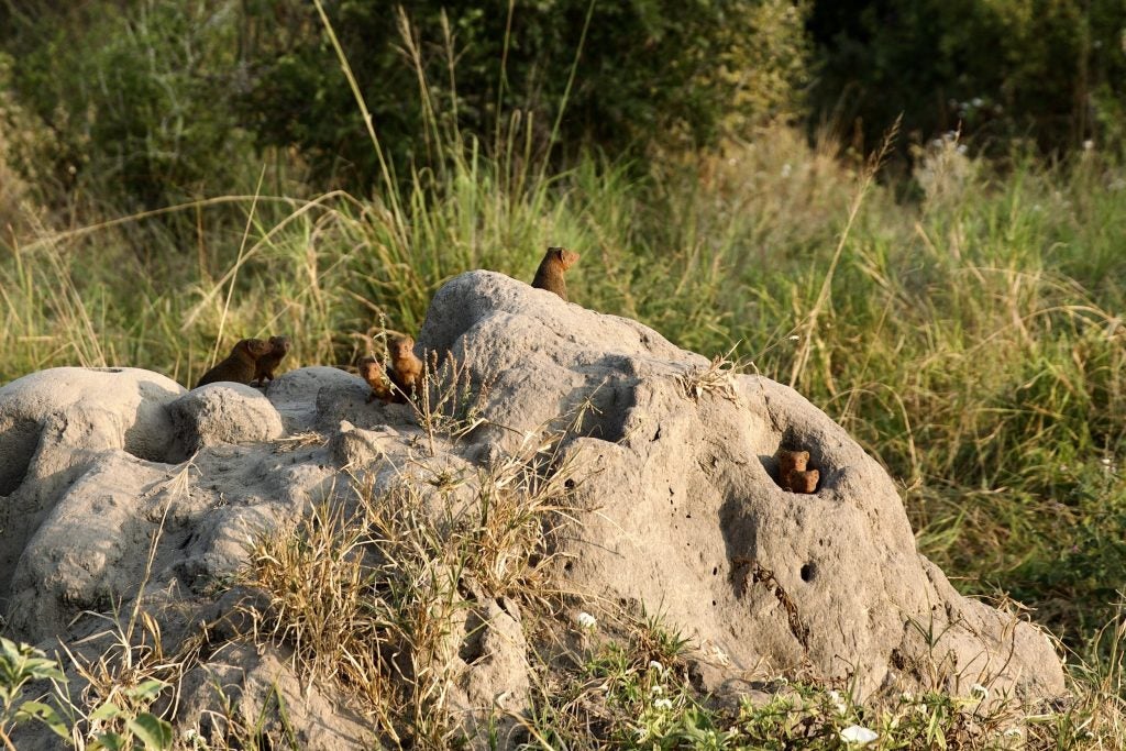 Small animals perched on a rock on a sunny day