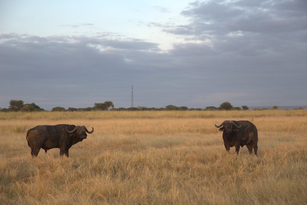 Two mammals grazing in a field