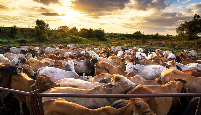 A herd of cows with the sunset behind them