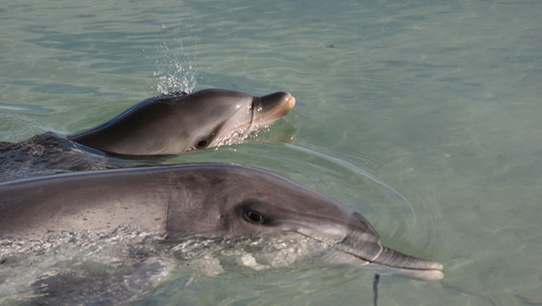 mother and infant dolphin in the water