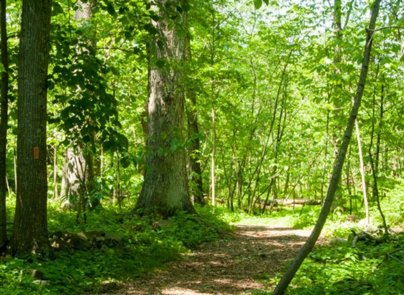A photo of the leafy green hiking trails by the center. 