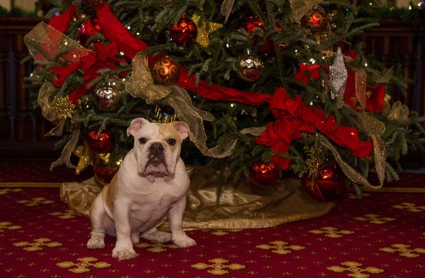 Jack the Bulldog sits in front of a Christmas tree on the carpet