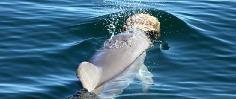 Dolphin with sponge on surface of water