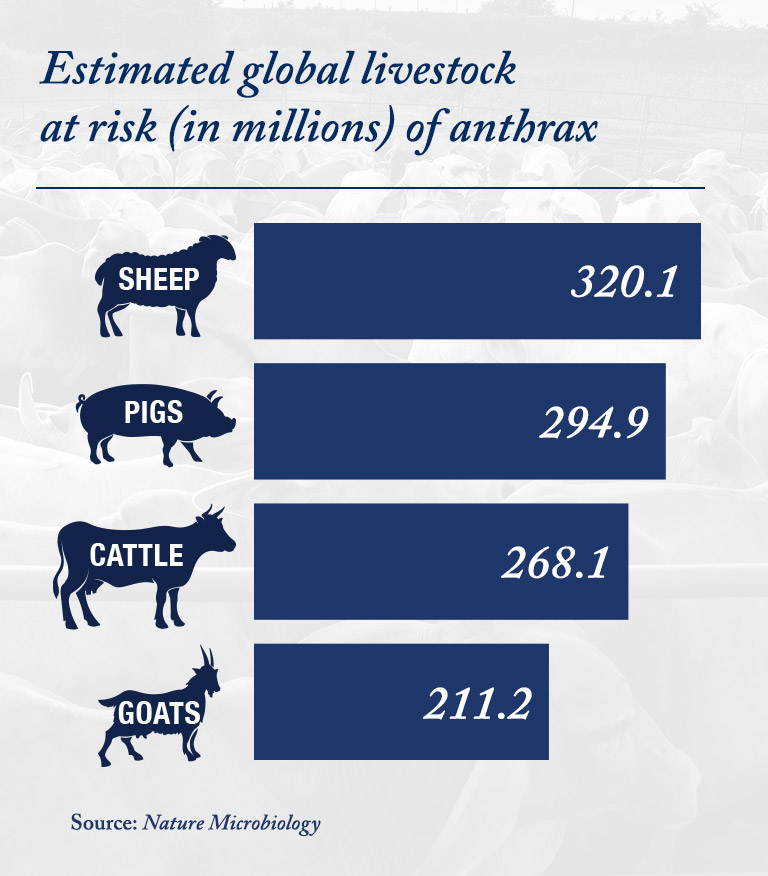 Silhouette of a sheep, pig, cow and goat next to the number of millions of each animal at risk for anthrax around the world. A total of 320.1 million for sheep, 294.9 for pigs, 268.1 for cattle and 211.2 for goats.