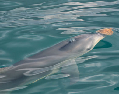 Dolphin with a sponge in the water