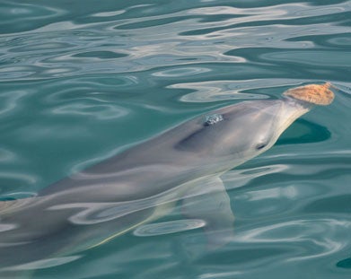 Dolphin with a sponge in the water