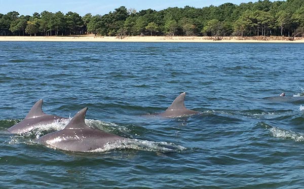 a pod of dolphins swim together in the Potomac River