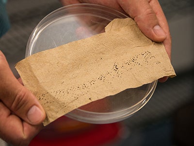 Hands holding a petri dish with a cloth containing mosquito larvae