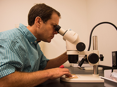 Peter Armbruster looks at mosquitoes in the microscope