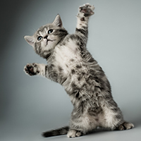 A photo of a grey, black, and white kitten with its arms outstretched.