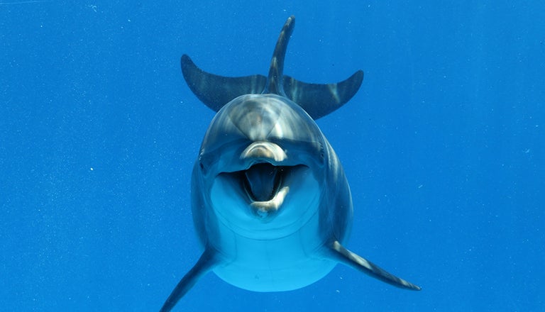 Bottlenose dolphin swimming in the ocean