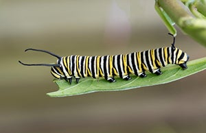 monarch caterpillar climbing on a leaf