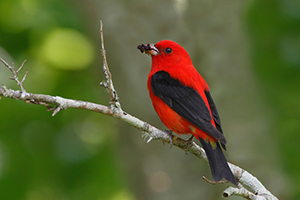 scarlet tanager bird perched on tree branch
