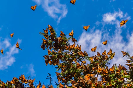 monarch butterfiles in a clear sky and clustered on branches of a tree