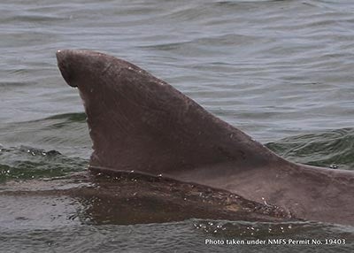 A dolphin's fin surfaces through the river waters