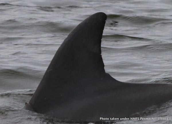 a dolphin fin peeks through the river