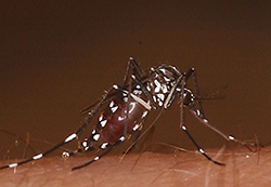 Asian Tiger mosquito lighting on skin