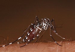 Asian Tiger mosquito lighting on skin