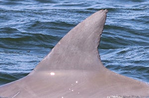 dolphin fin in water