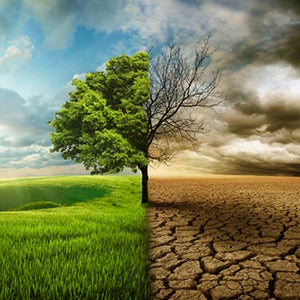 trees with grass and blue sky on one side with dry cracked earth and dead tree on other side