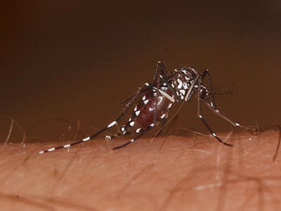 The Asian tiger mosquito