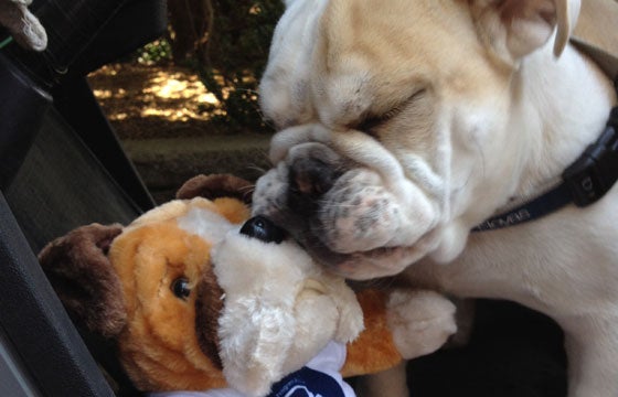 Jack Jr. puts his face next to a bulldog toy