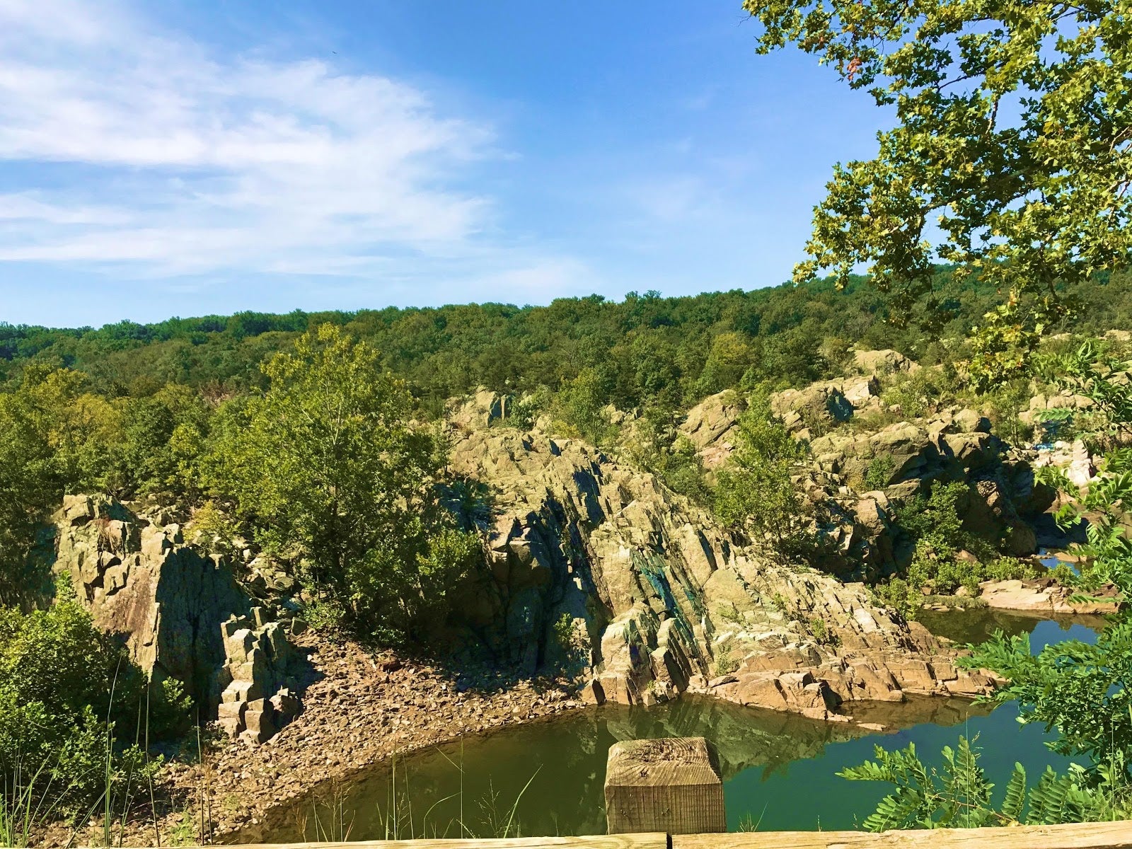 The river and trees at Great Falls Park.