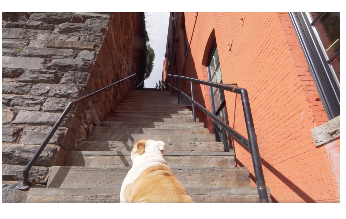 Jack the Bulldog sits at the bottom of the Exorcist steps