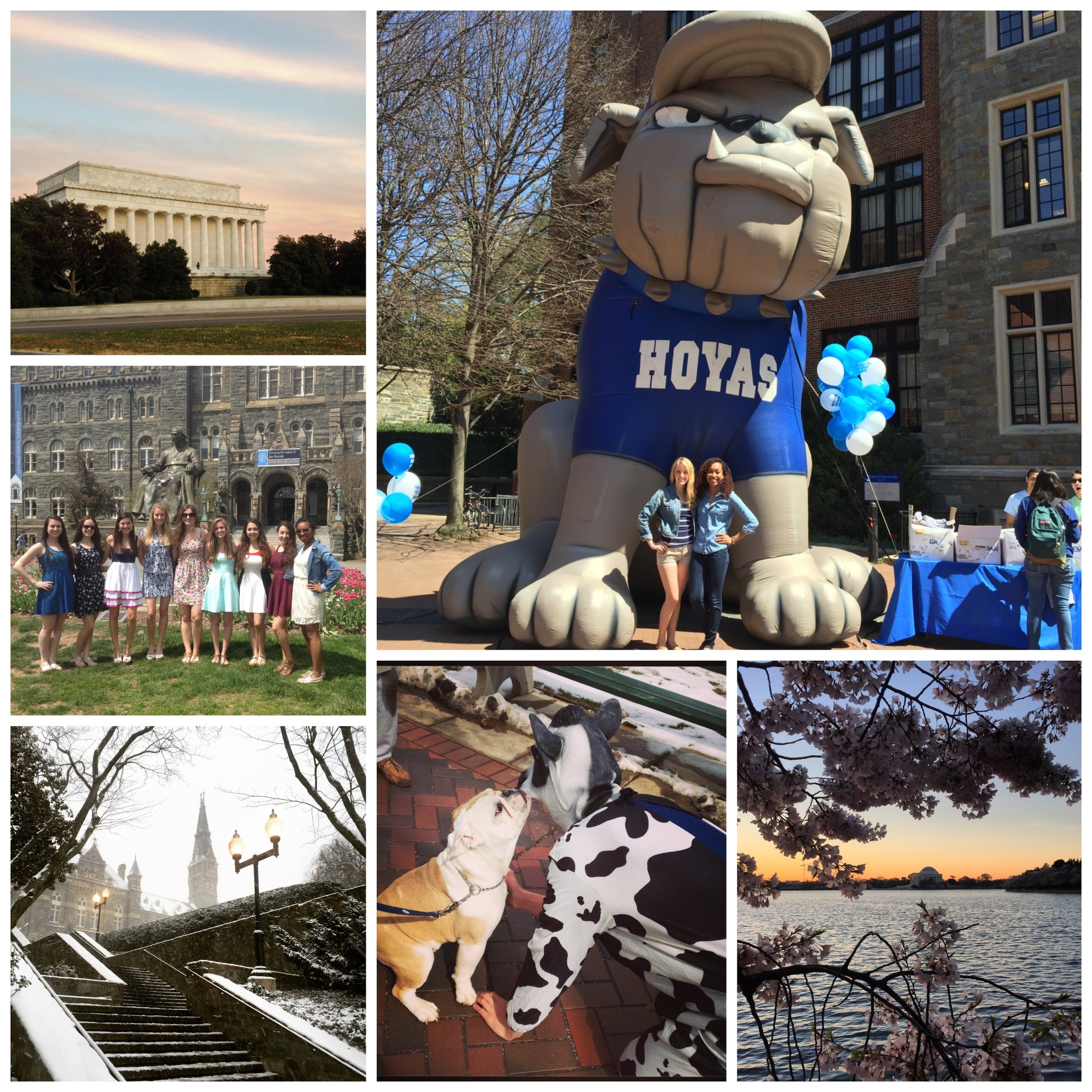 A collage of photos of campus, Jack the bulldog, the tidal basin, students grouped together on the lawn, the Lincoln monument