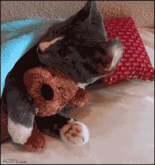 A moving gif of a kitten hugging a stuffed animal